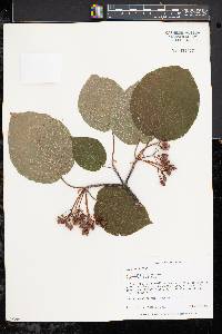 Viburnum lantanoides image