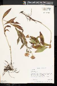 Aster radula image