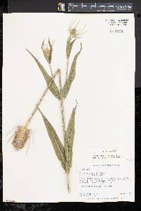 Dipsacus fullonum image