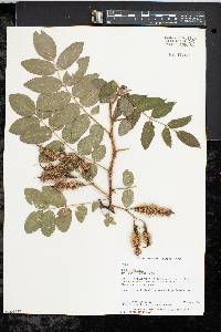 Robinia hispida image