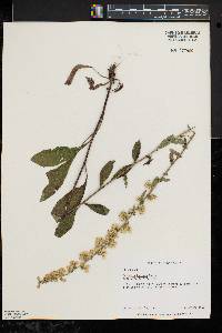 Solidago hispida image