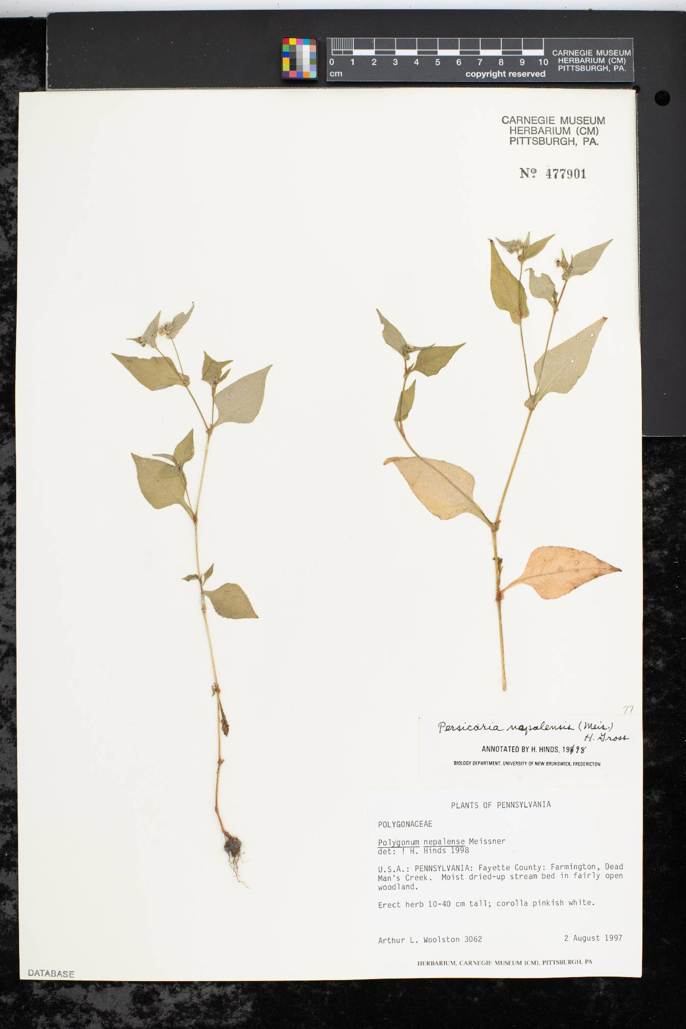 Polygonum nepalense image