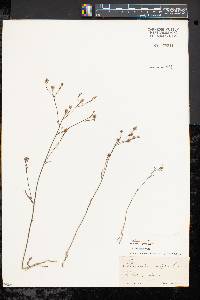 Tolpis coronopifolia image