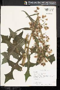 Lactuca biennis image