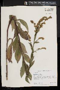 Solidago patula image