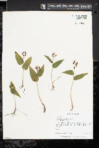 Maianthemum canadense image