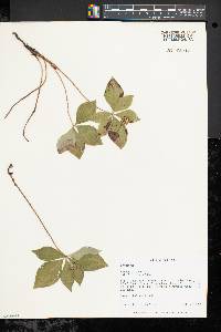 Cornus canadensis image