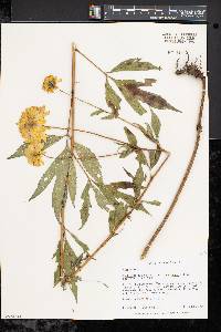Rudbeckia laciniata var. hortensia image