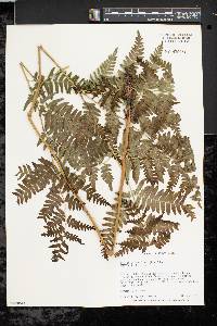 Pteridium aquilinum var. latiusculum image