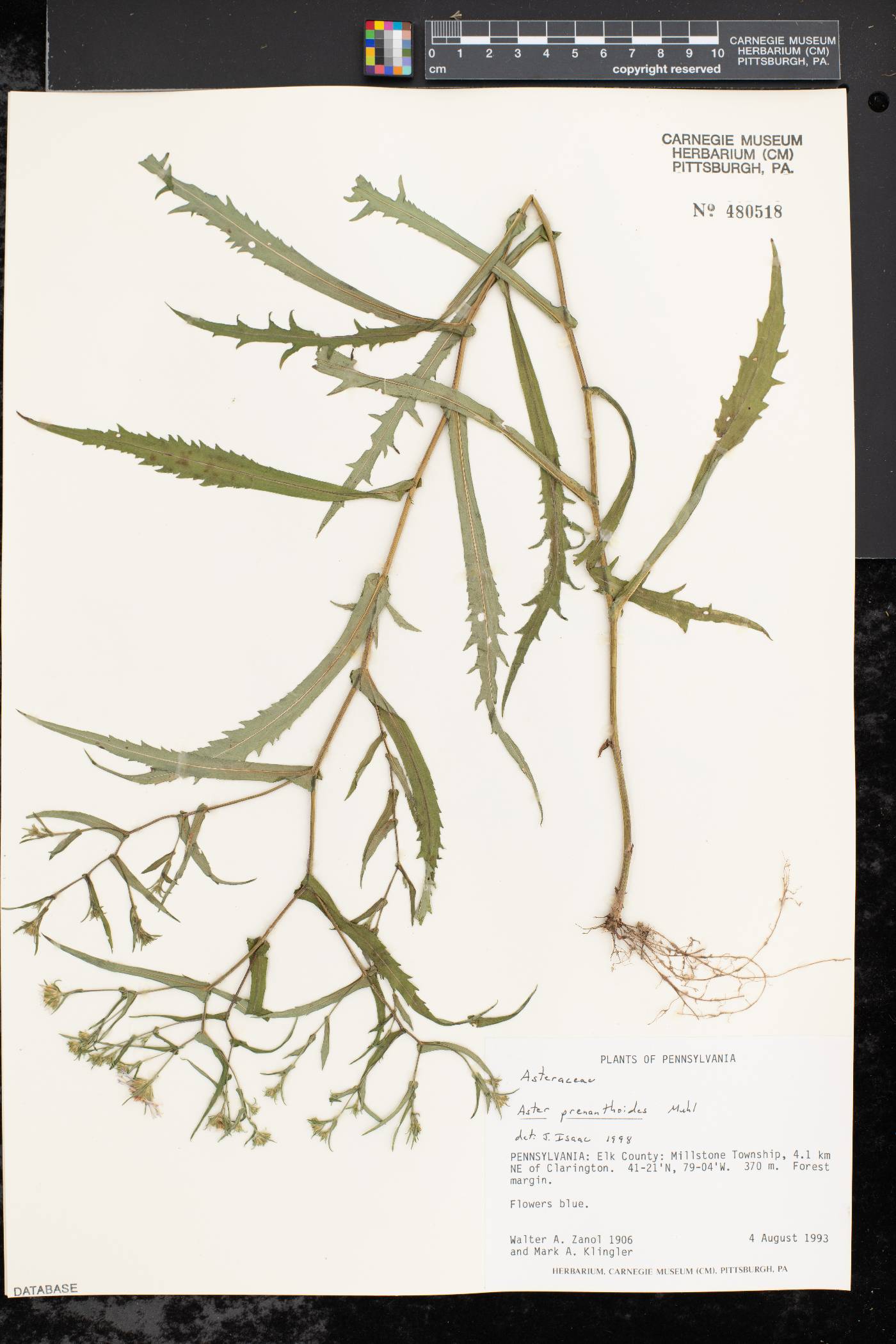 Symphyotrichum prenanthoides image