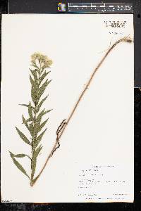 Eupatorium altissimum image