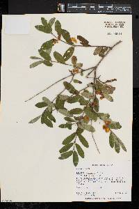 Lonicera morrowii image