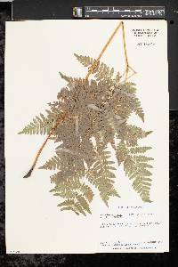 Pteridium aquilinum var. latiusculum image