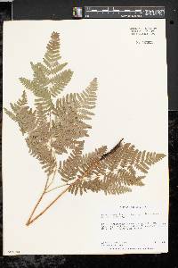 Pteridium aquilinum var. latiusculum image