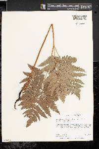 Pteridium aquilinum var. latiusculum image