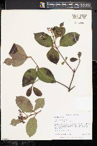 Viburnum cassinoides image