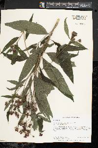 Vernonia noveboracensis image