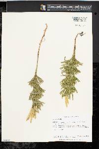 Dendrolycopodium hickeyi image