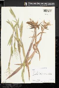 Dichanthelium scoparium image