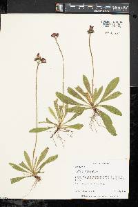 Hieracium aurantiacum image