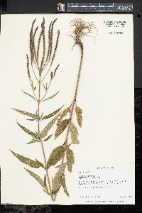 Verbena hastata image