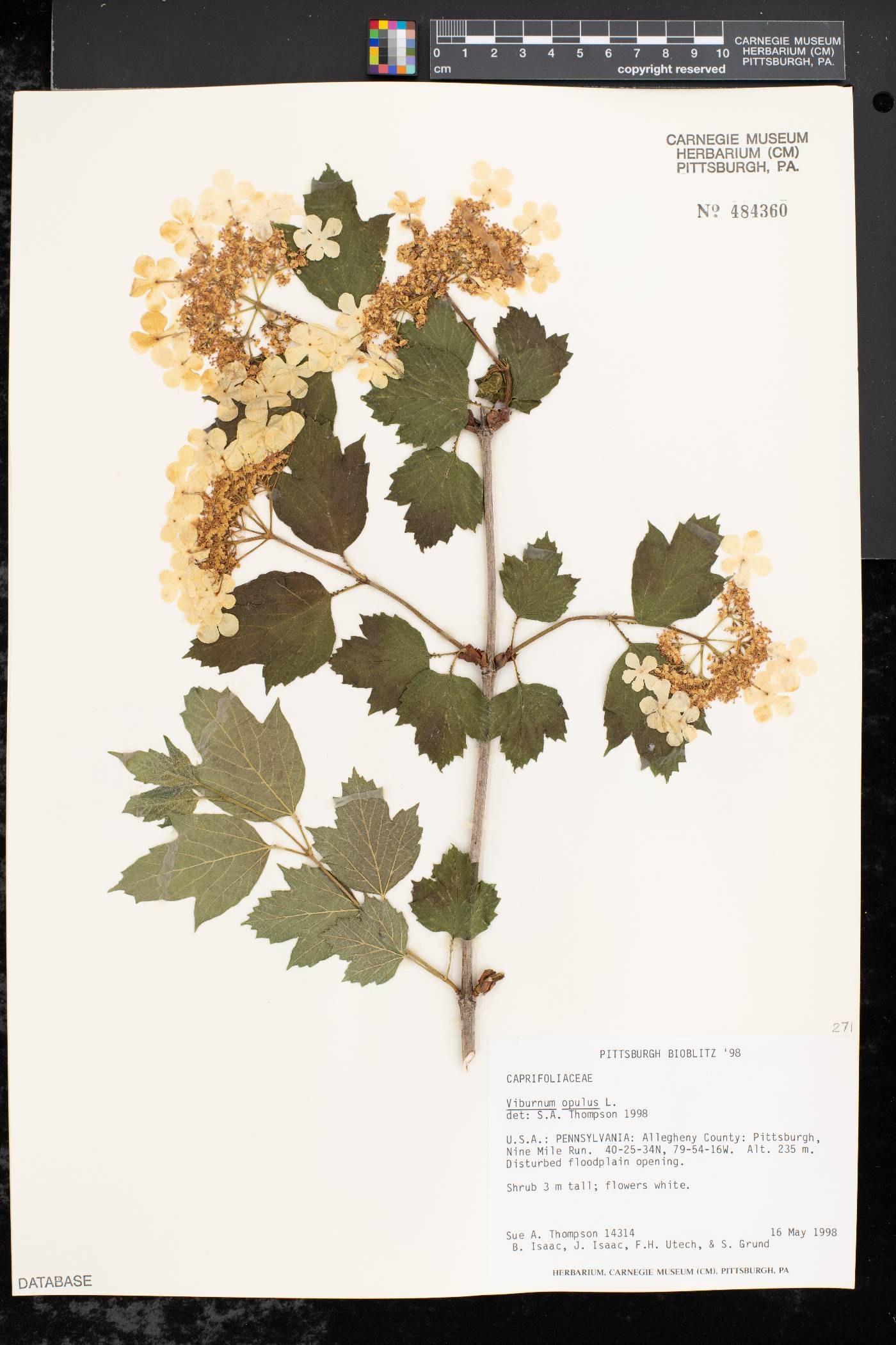 Viburnum opulus var. opulus image