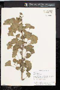 Ginkgo biloba image