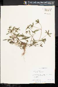 Bidens connata image