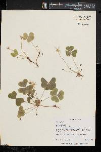 Oxalis montana image