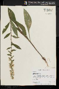 Solidago bicolor image