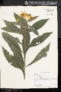 Verbesina alternifolia image