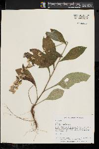 Solidago bicolor image