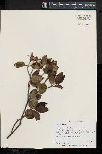 Viburnum cassinoides image