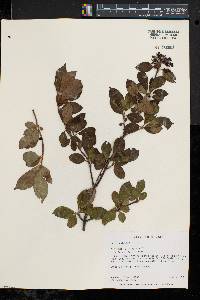 Viburnum cassinoides image