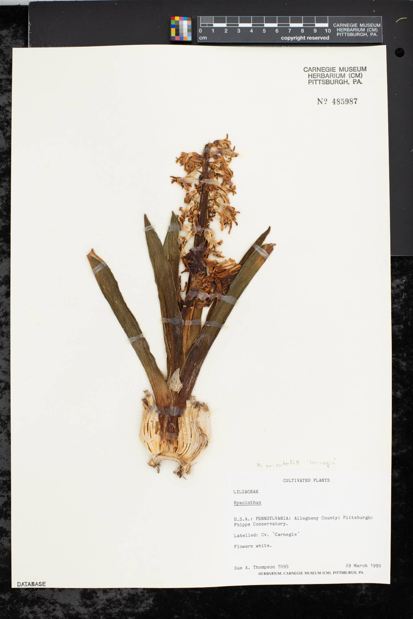 Hyacinthus orientalis image