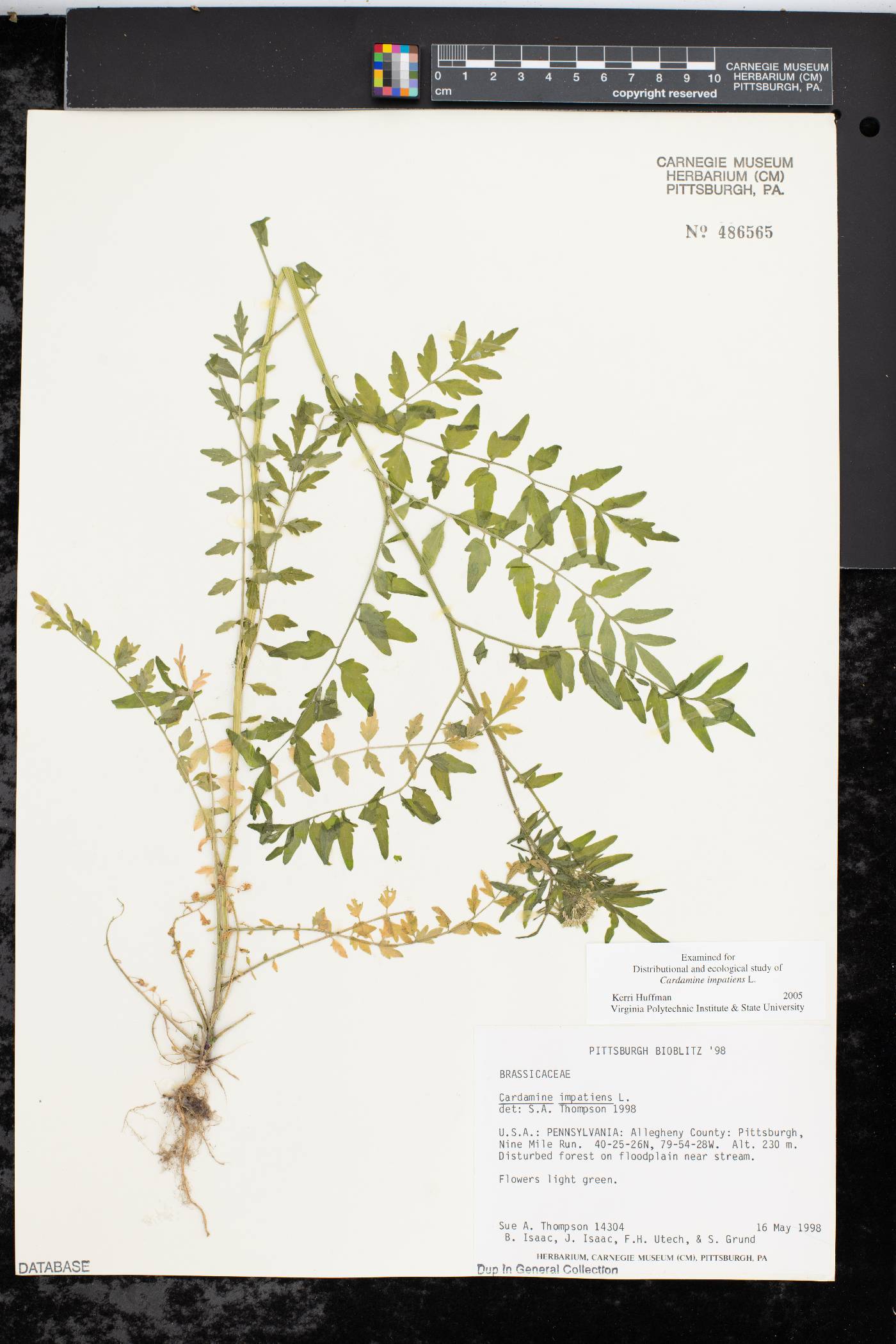 Cardamine impatiens image