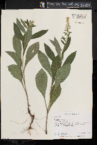 Solidago bicolor image