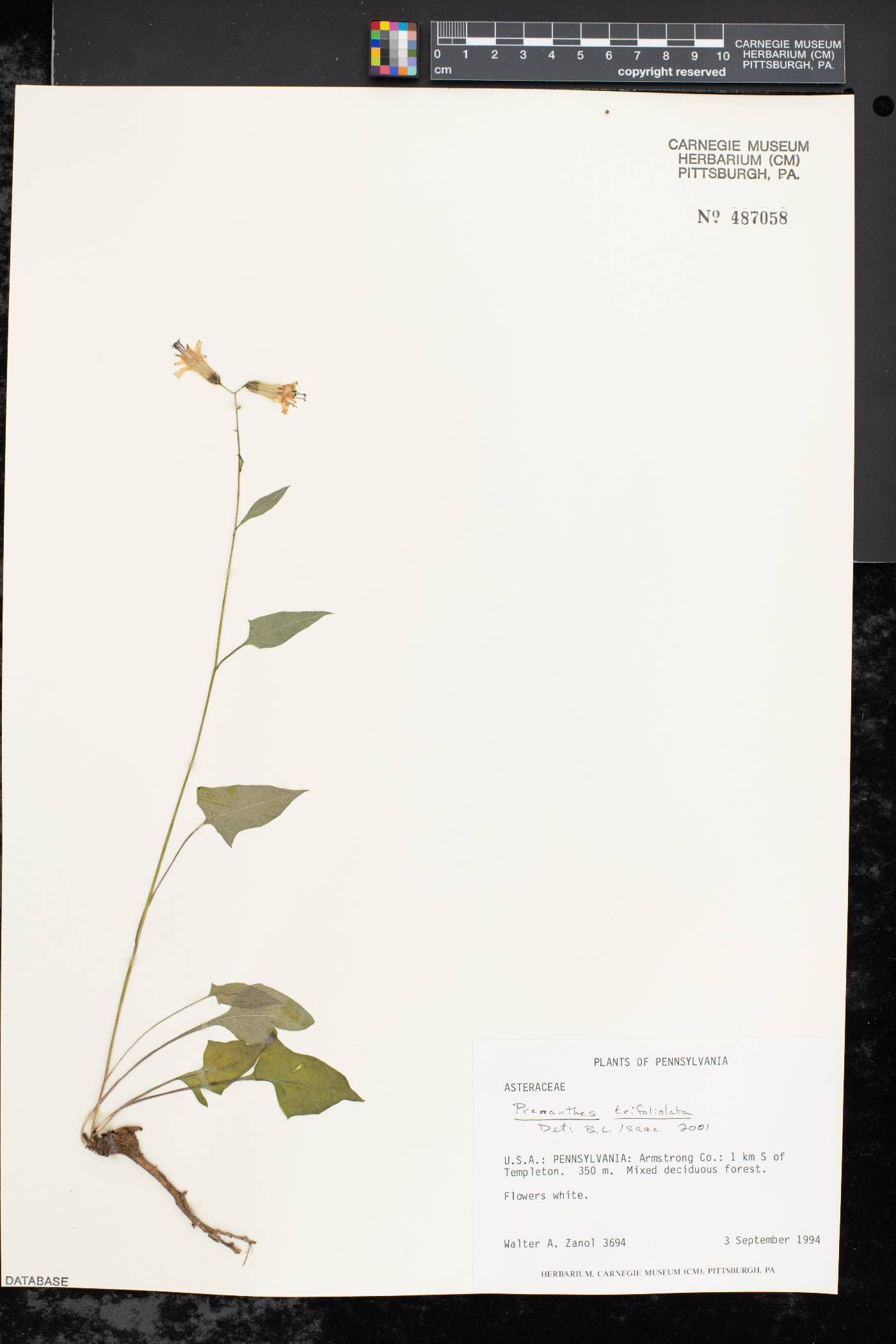 Nabalus trifoliolatus image