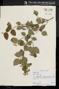 Viburnum rafinesqueanum image