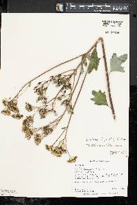 Arnoglossum atriplicifolium image