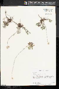 Antennaria neglecta image