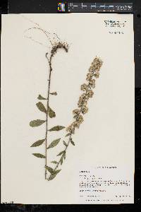 Solidago bicolor image