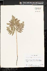 Pteridium aquilinum var. latiusculum image