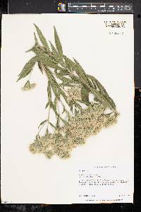 Eupatorium altissimum image