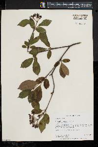 Viburnum cassinoides image