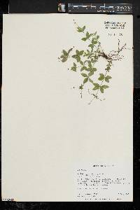 Galium circaezans image