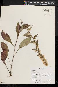 Solidago bicolor image