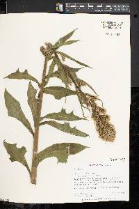 Lactuca biennis image