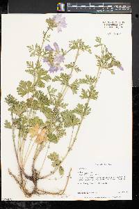 Malva moschata image