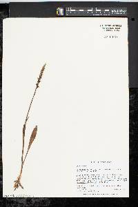 Spiranthes ovalis image